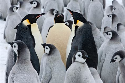 Penguin Pals Nat Geo Photo Of The Day