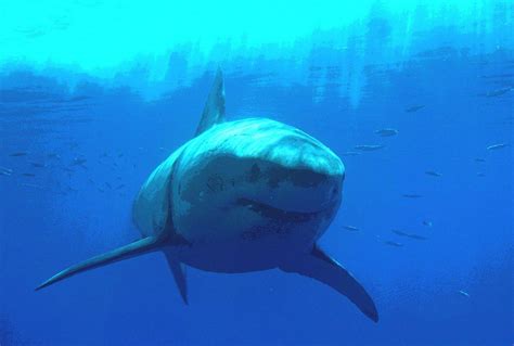 47 Free Great White Shark Wallpaper Wallpapersafari