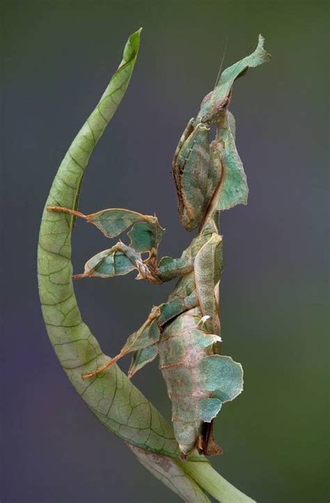 9 Of The Most Absurd Looking Mantis Species Cool Insects Beautiful