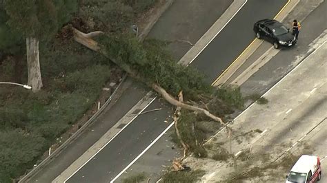 Driver Hospitalized After Tree Falls Triggers Crash On 405 Fwy In