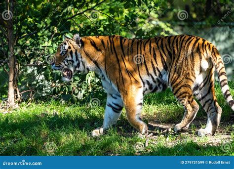 The Siberian Tigerpanthera Tigris Altaica In A Park Stock Image