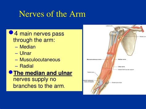 Ppt Anatomy Of Arm Powerpoint Presentation Free Download Id9172144