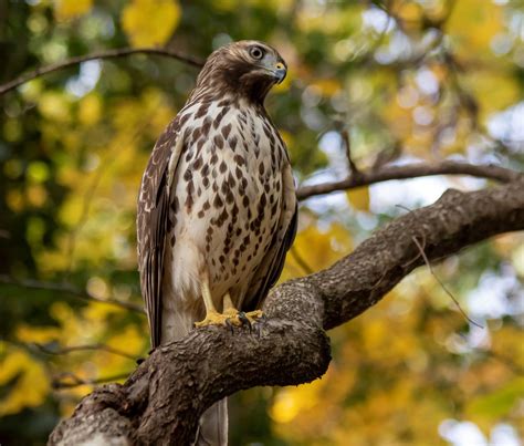 8 Species Of Hawk In Virginia