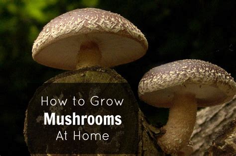 How To Grow Portobello Mushrooms Inside - How To Grow Portobello Mushrooms From Spores