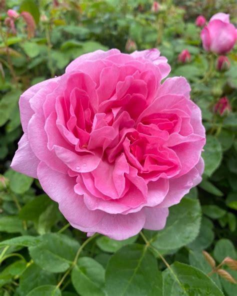 Heirloom Roses On Instagram We Love Mary Rose How About You