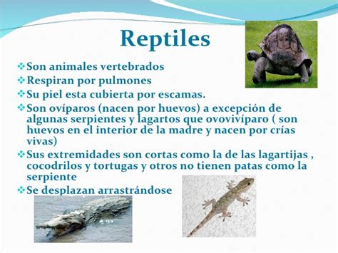 2 ciencias naturales 1 by kiara endara issuu. Animales Que Respiran Por La Piel Para Colorear - Animales ...