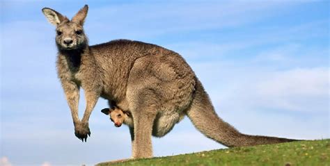 11 Fakta Hewan Kanguru Yang Menjadi Lambang Negara Australia