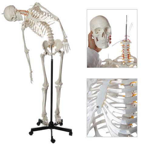 buy axis scientific flexible life size skeleton anatomical model bundle containing 5 6