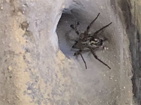 Spiders In Tennessee Species And Pictures