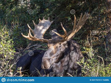 Bull Moose Bedded In Grand Teton National Park Wyoming Stock Photo