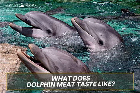 What Does Dolphin Meat Taste Like Loving Food