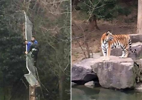 Tigre ataca turista após vítima tentar entrar no zoológico sem pagar