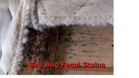 Bed Bug Evidence Youtube