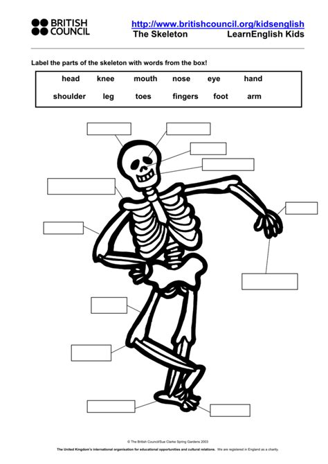 Skeleton Worksheet Label