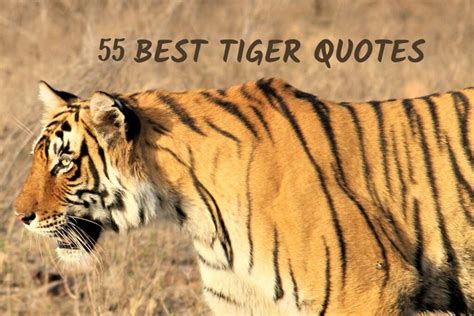 55 best tiger quotes on strength and magnificence wildlifezones