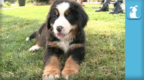 70 Seconds Of Floppy Bernese Mountain Dog Puppies Puppy