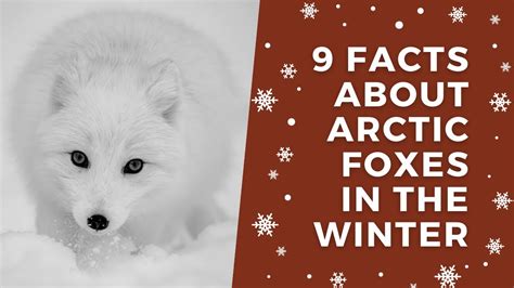9 Facts About Arctic Foxes In The Winter Youtube