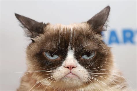 Grumpy Cat Zamračená Kočka Která Svým Majitelům Vydělala 100 Milionů
