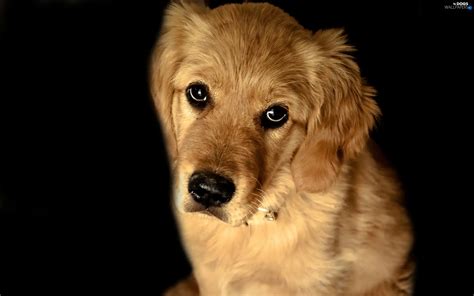 Sad The Look Golden Retriever Dogs Wallpapers 2560x1600