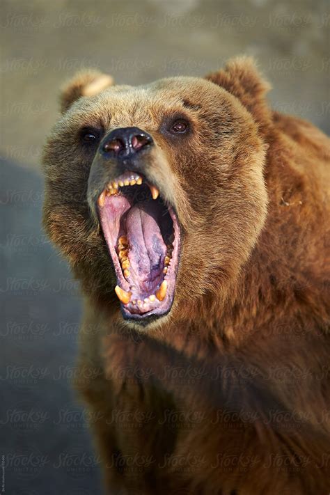 Angry Brown Bear By Bo Bo Animal Bear Stocksy United