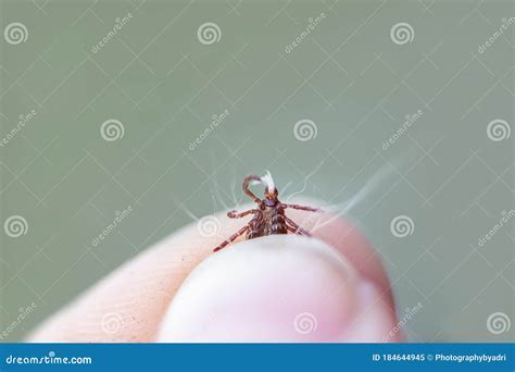 American Dog Tick Between Fingers Holding Dog Skin In Its Jaws Stock
