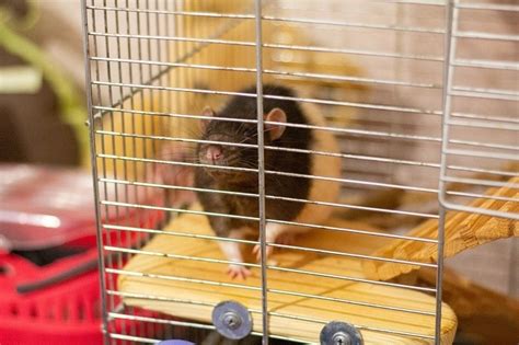 9 Best Rat Cages For Pet Rats In 2024 Reviews And Top Picks Pet Keen