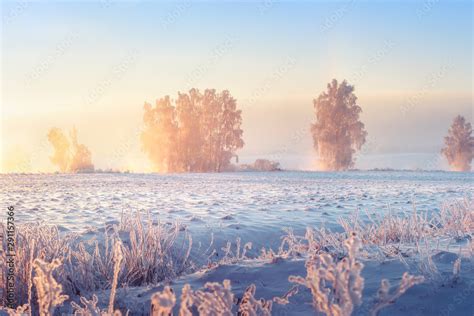 Stockfoto Sunny Winter Morning Beautiful Winter Scene In Frosty