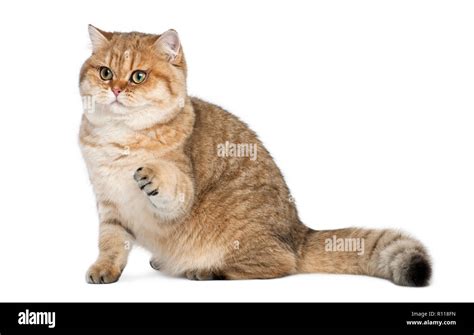 Golden Shaded British Shorthair 7 Months Old Sitting Against White