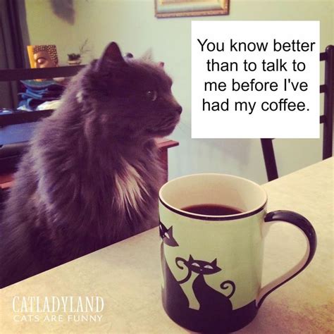 Cats Are Funny Coffee Cat Preaches Cat Coffee Cats Funny