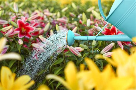 Watering Beautiful Lilies With Can At Field Flower Gardening Stock