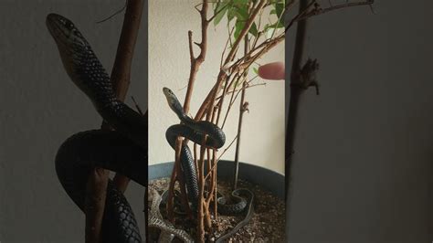 I usually go with a group of 10 or so to reduce the cost, and just for novelty value rather than a full meal (u can't feed 10 with 1 snake lol). Garter snake enrichment - YouTube