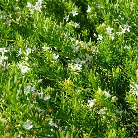 Myoporum Parvifolium Plants Whitsunday