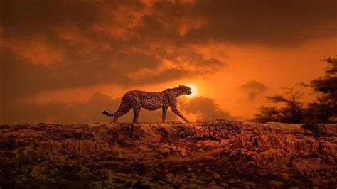Cheetah In The Sunset Wallpaper Backiee
