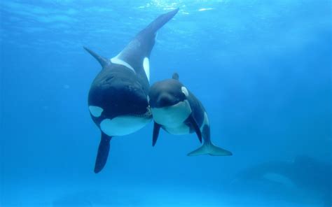 Orca Whales Image Id 297889 Image Abyss