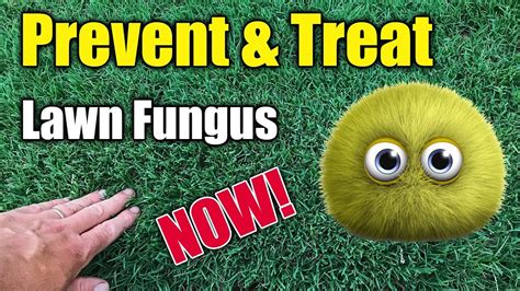 There are a few signs of lawn fungus that you may be already seeing but not know exactly what it is or the cause. Kill Lawn Fungus and Disease Treatment - YouTube