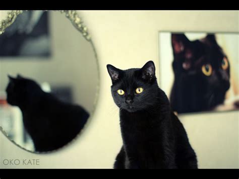 Do you think that black cats and the number 13 are unlucky? These Cats Looking Into Mirrors Actually Are Looking Into ...