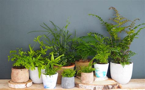 You can grow new cacti from a pup that shoots off of a healthy mother plant. How to care for your houseplants: Let's talk about ferns ...