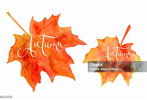 Watercolor Maple Leaves And Autumn Word Stock Illustration Download