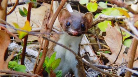 Facebook Wildlife Of Worcester County Photography Long Tailed Weasels