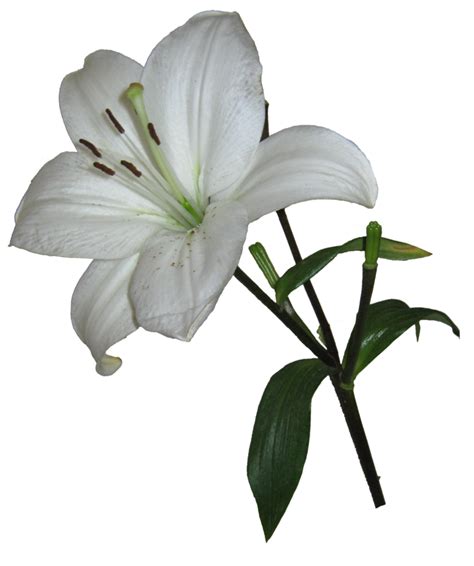 Easter Lily Lilium Candidum Arum Lily Garden Lilies Clip Art Lily Png