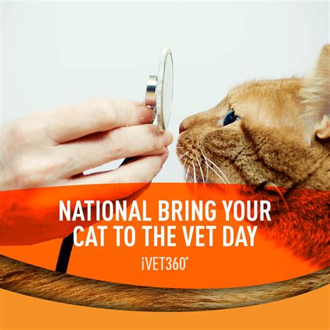 National Bring Your Cat To The Vet Day Pet Holiday Vets Cats