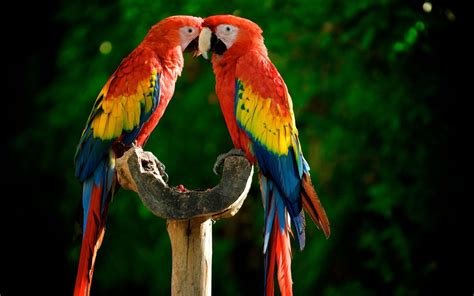 Macaw Wallpaper 72 Pictures