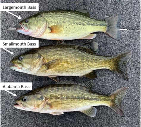 Alabama Bass