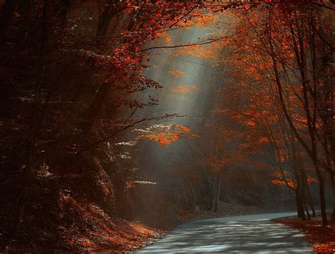秋、 森、 風景、 葉、 朝、 自然、 赤、 道路、 太陽光線、 日光、 木、 Hdデスクトップの壁紙 Wallpaperbetter