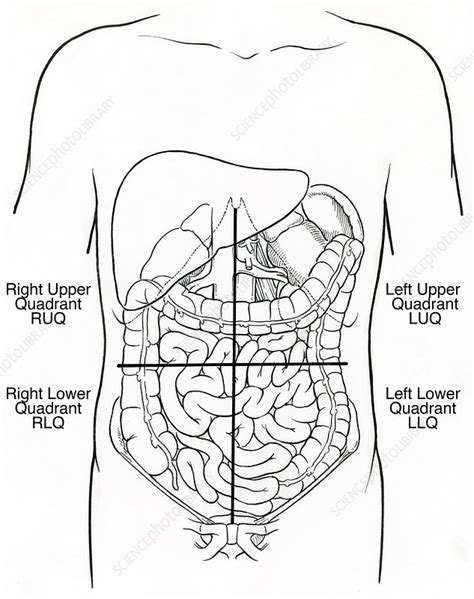 Illustration Of Abdominal Quadrants Stock Image C0172684 Science