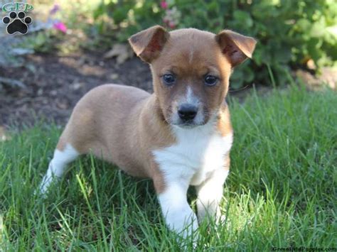 jack russell mix puppies  sale chihuahua mix puppies cute cats  dogs puppies