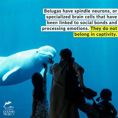 Beluga Facts Georgia Aquarium Beluga Ocean Sounds