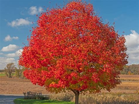 October Glory Tree Info Learn About October Glory Red Maple Care