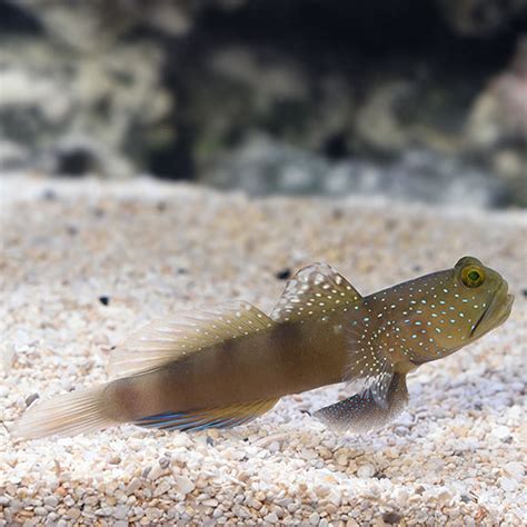 Spotted Watchman Goby Saltwater Aquarium Fish For Marine Aquariums