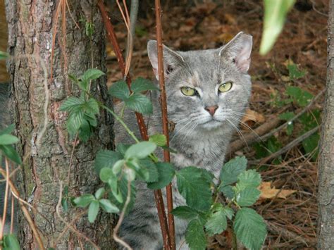 Animal Shelters Number One Cause Of Death In Feral Cats National